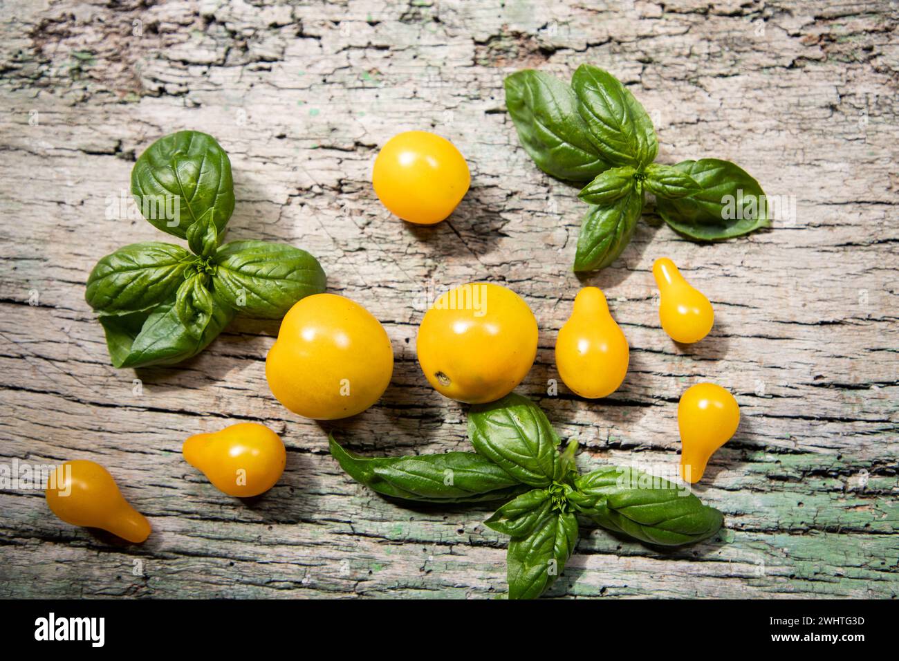 Yellow cherry tomatoes and basil Stock Photo