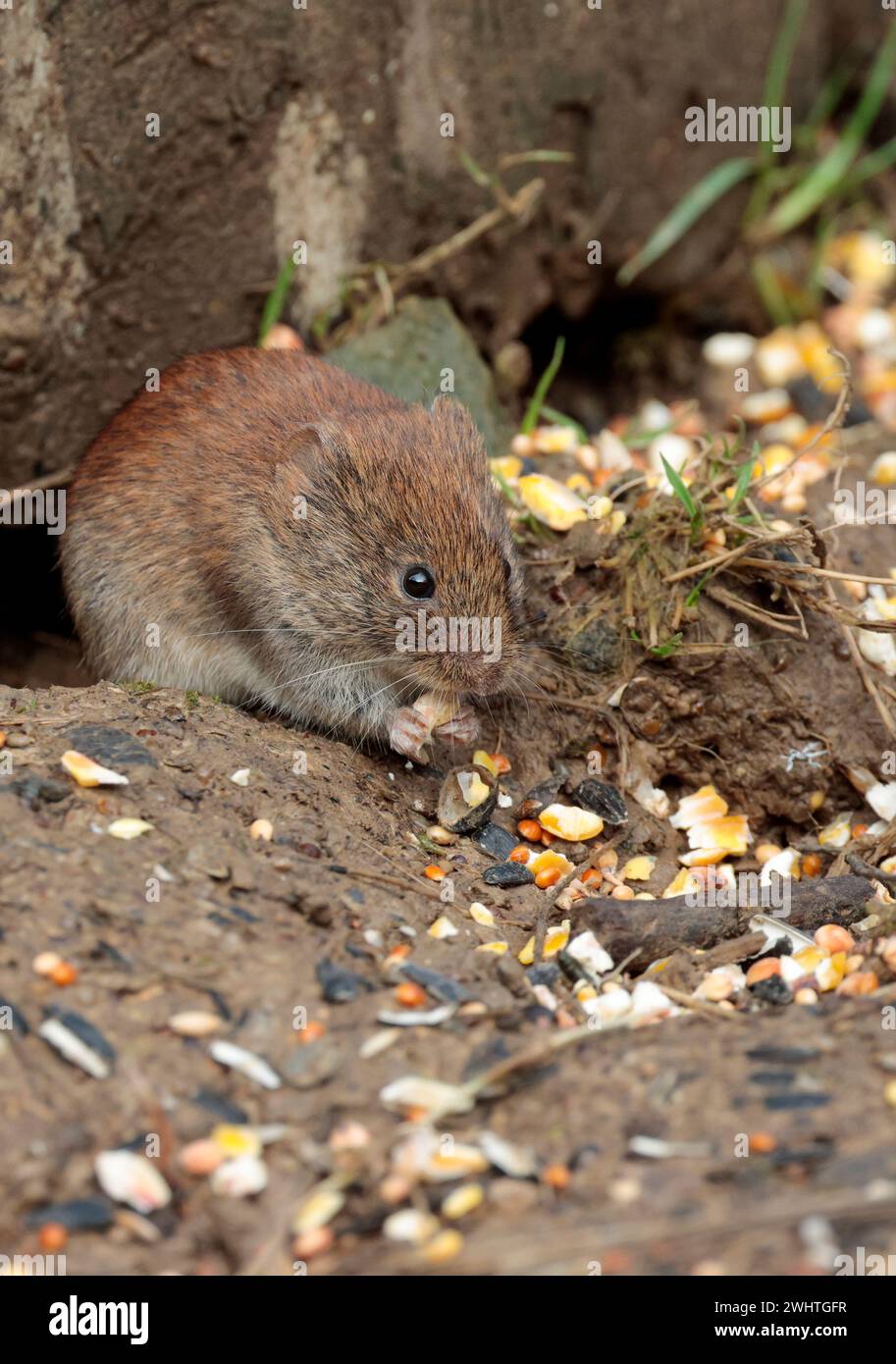 Bank vole clethrionomys glareolus, out from under old tree stump glossy ...