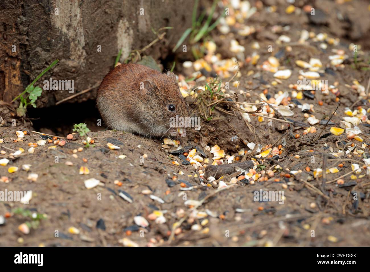 Bank vole clethrionomys glareolus, out from under old tree stump glossy ...