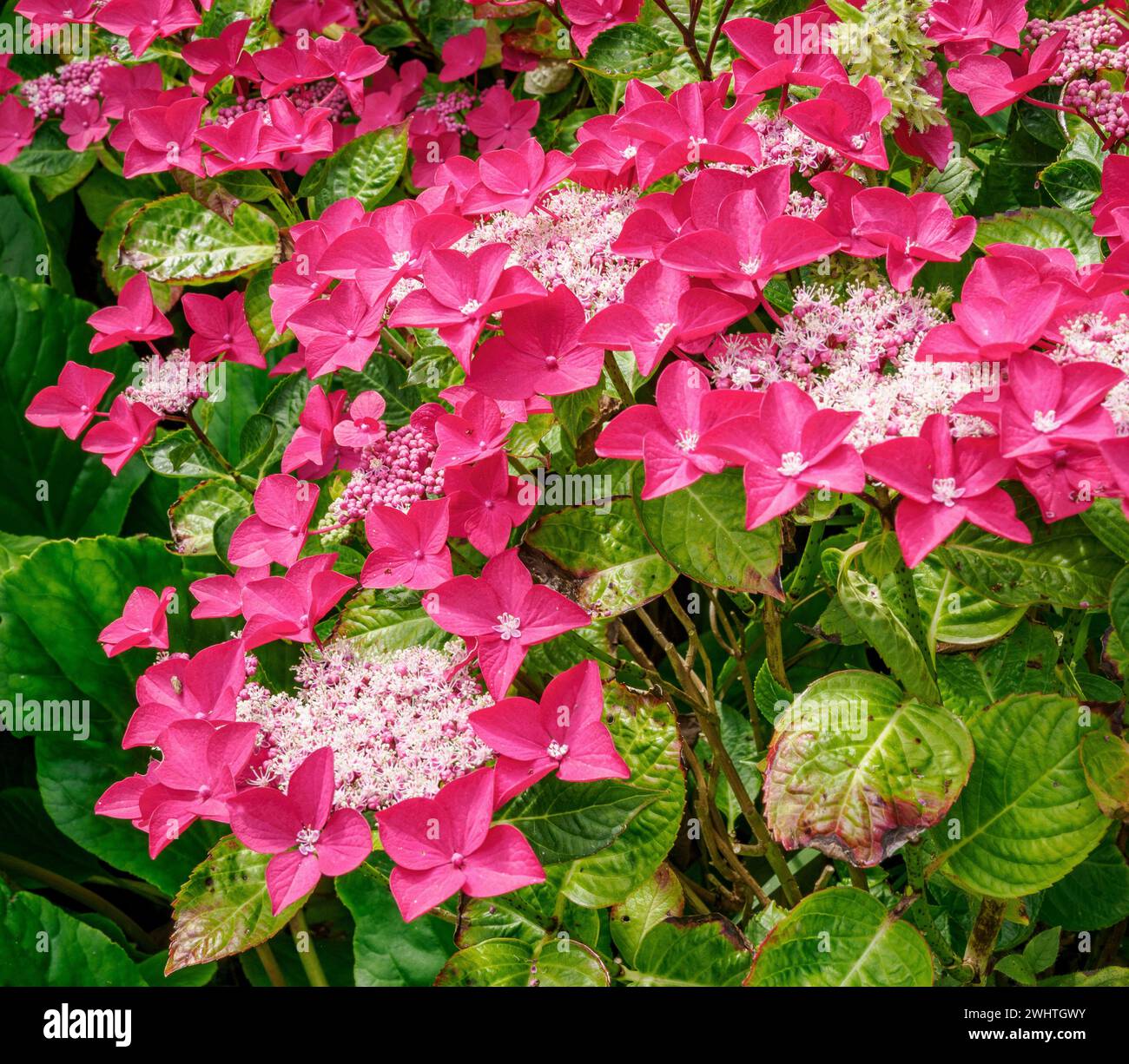 Deep pink bracts of a lacecap hydrangea in a Somerset garden UK Stock Photo