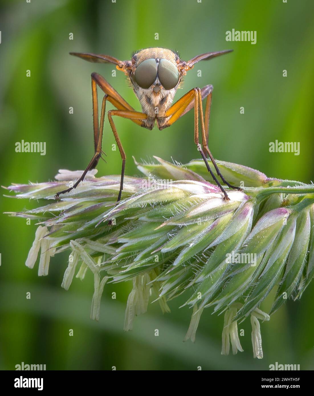 Frontal view of a long-legged fly Dolichopus species on a grass glume in a Somerset meadow UK Stock Photo
