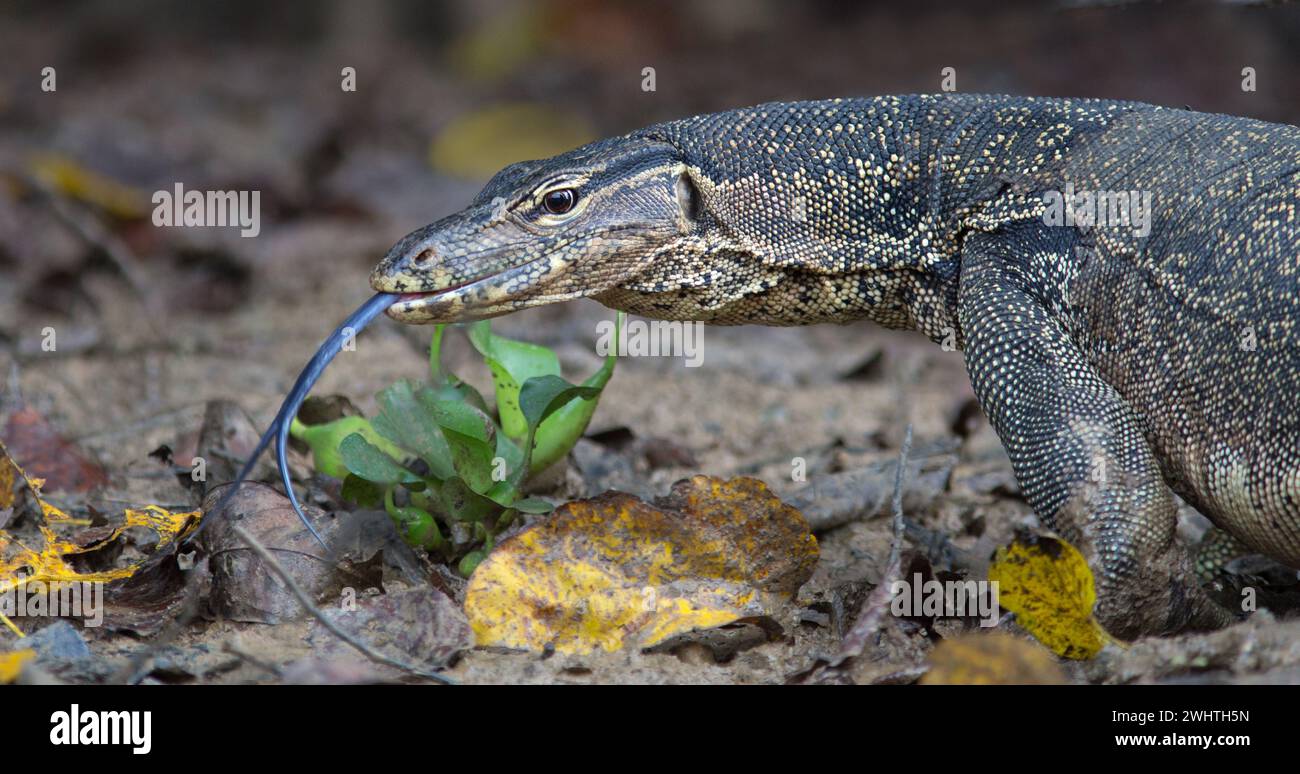 Malayan monitor lizard Varanus salvator moving through forest and sensing the air with its forked tongue Kinabatangan River Borneo Stock Photo