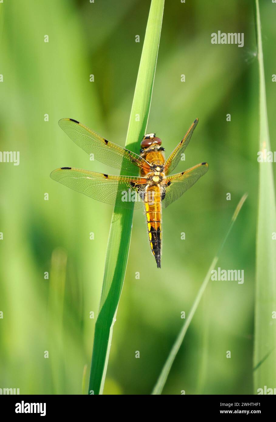Four-spotted Chaser dragonfly Libellula quadrimaculata on the Somerset Levels UK Stock Photo