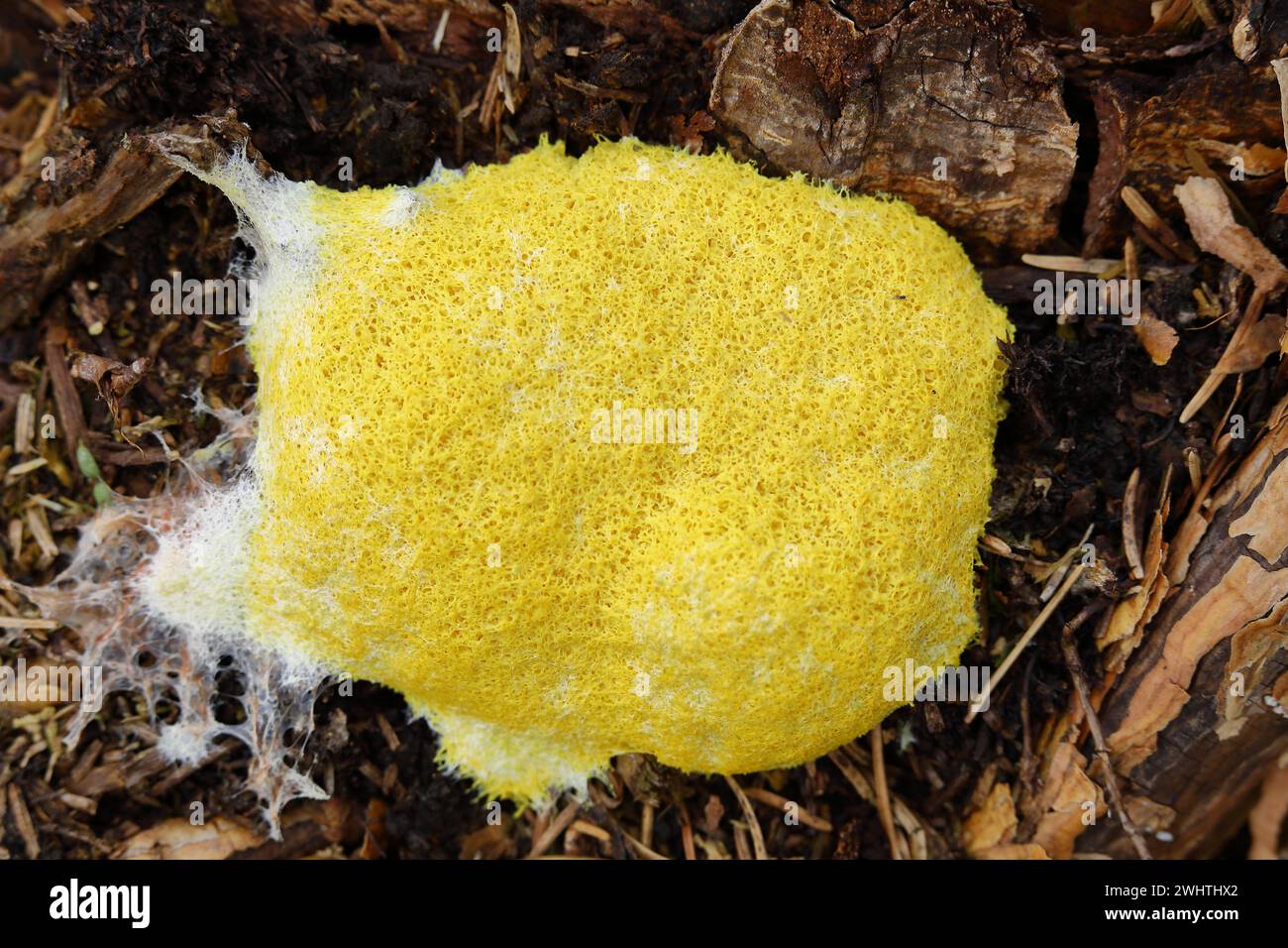 Dog vomit slime mold (Fuligo septica), witch's butter, yellow foamy fruiting body on tree stump, Wilnsdorf, North Rhine-Westphalia, Germany Stock Photo