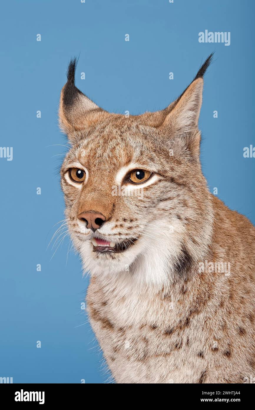 Eurasian lynx (Lynx lynx), animal portrait, captive, studio shot Stock ...