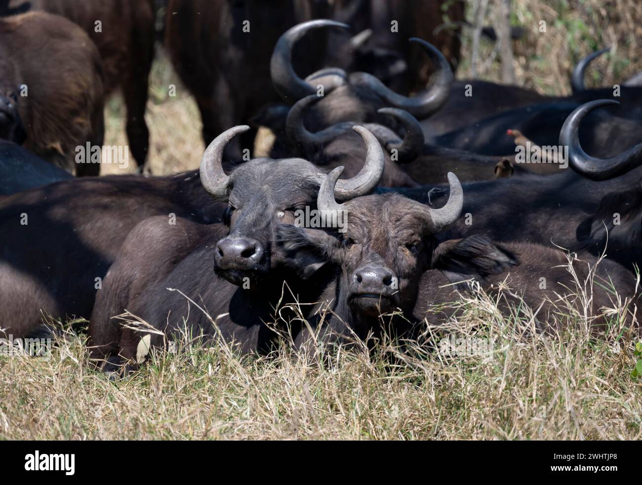 Herd of african buffalo (Syncerus caffer caffer) lying in dry grass ...