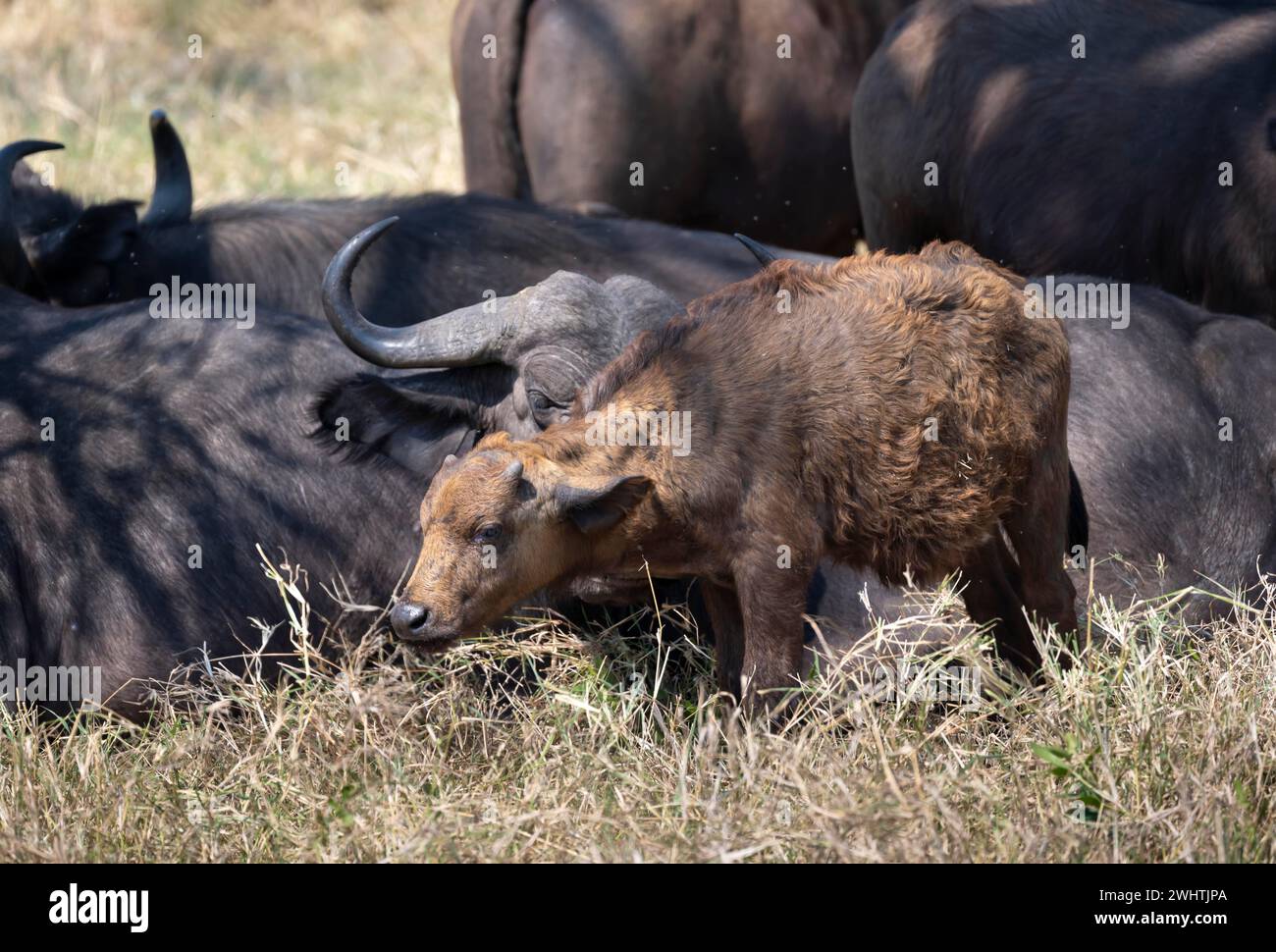African buffalo (Syncerus caffer caffer), calf with herd, African ...