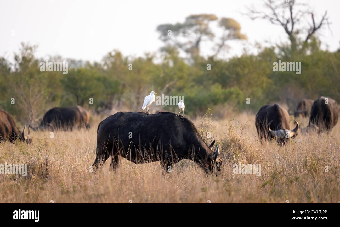 Cattle egret (Bubulcus ibis) sitting on the back of a african buffalo (Syncerus caffer caffer), Cape buffalo grazing, African savannah, funny, Kruger Stock Photo