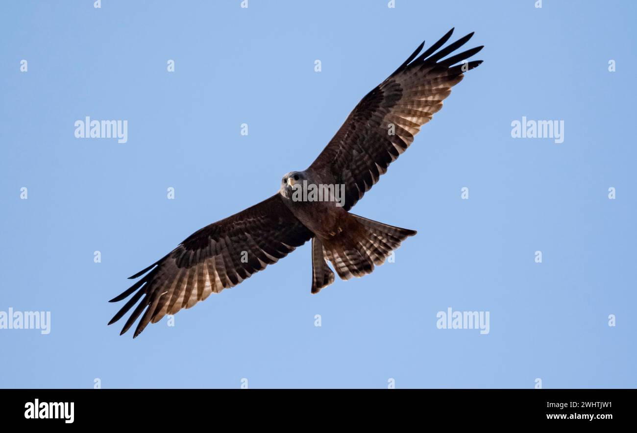 Booted eagle (Hieraaetus pennatus) with dark colouring, in flight against a blue sky, Kruger National Park, South Africa Stock Photo