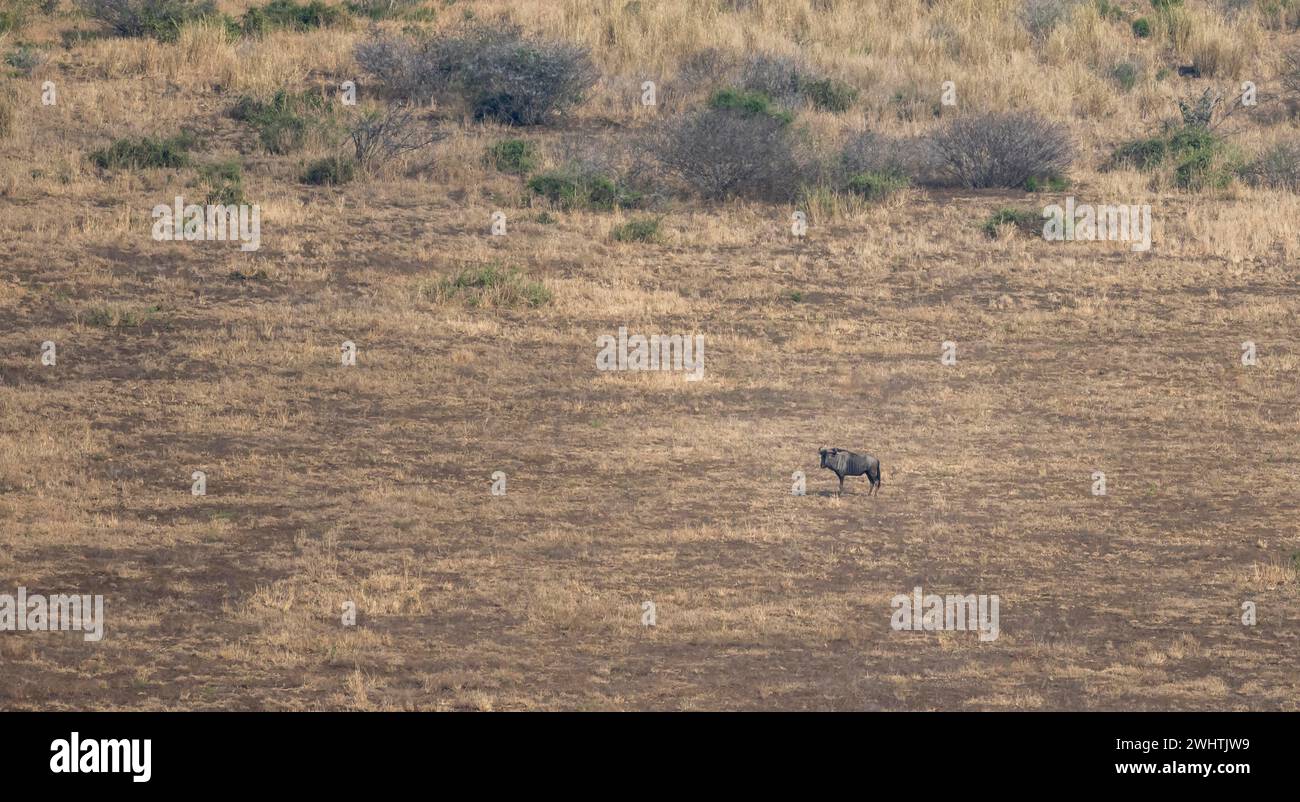 Blue wildebeest (Connochaetes taurinus) in dry savannah, from above, Kruger National Park, South Africa Stock Photo