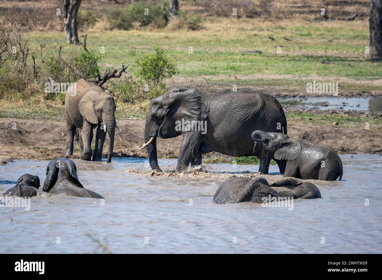 African elephants (Loxodonta africana), herd bathing and drinking in the water at a lake, Kruger National Park, South Africa Stock Photo
