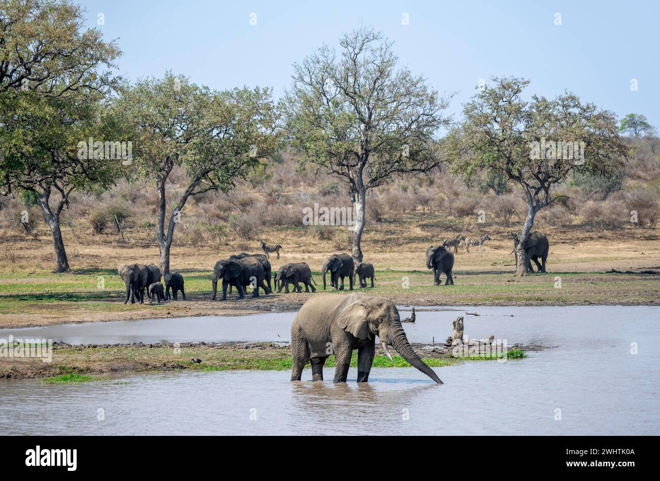 African elephant (Loxodonta africana), bull standing in the water at a lake, herd with young animals in the background, Kruger National Park, South Stock Photo