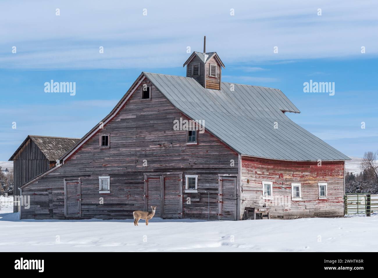White tail deer and old barn, Wallowa Valley, Oregon. Stock Photo