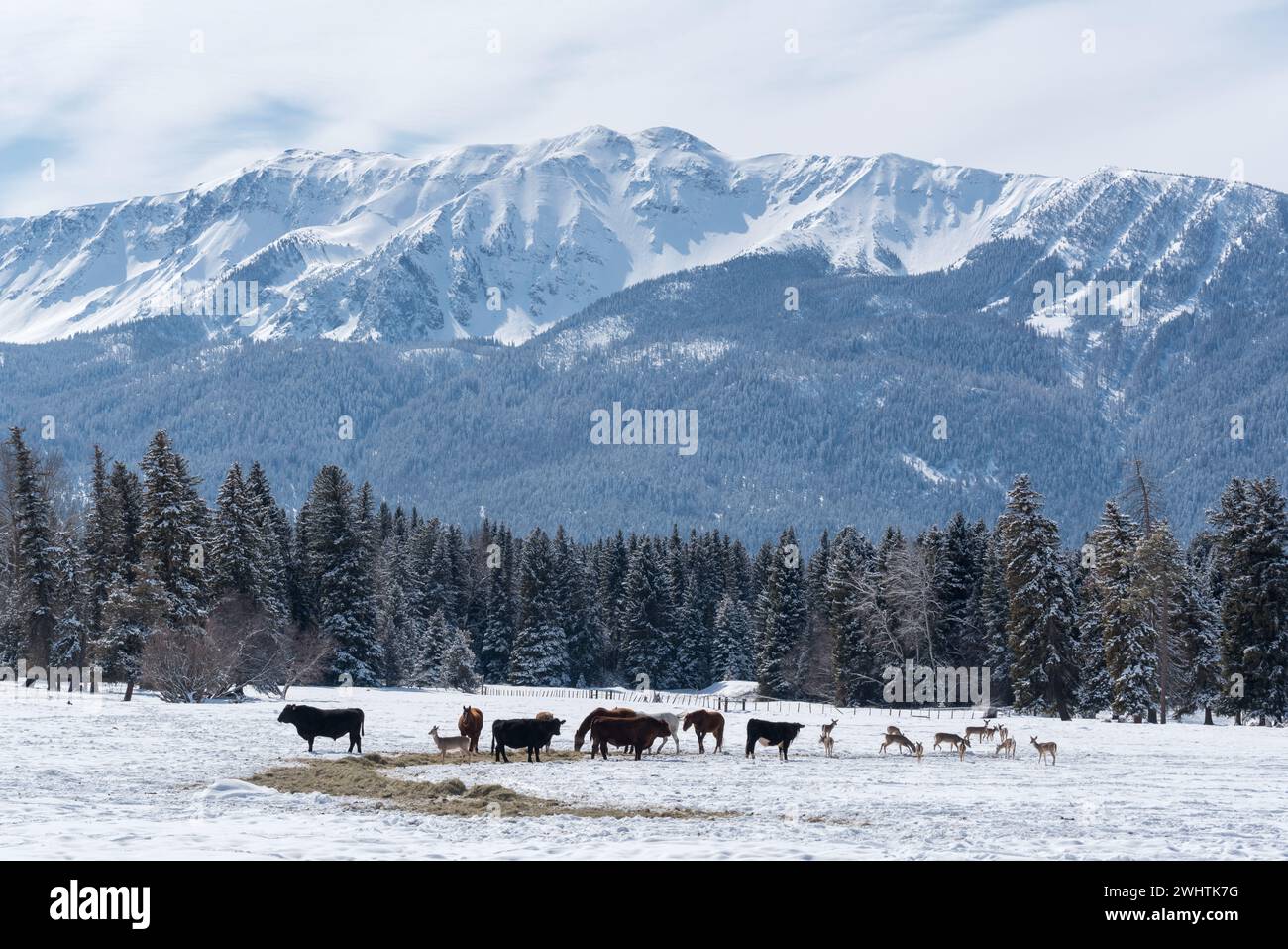 Deer, cows and horses feeding on hay, Wallowa Valley, Oregon. Stock Photo