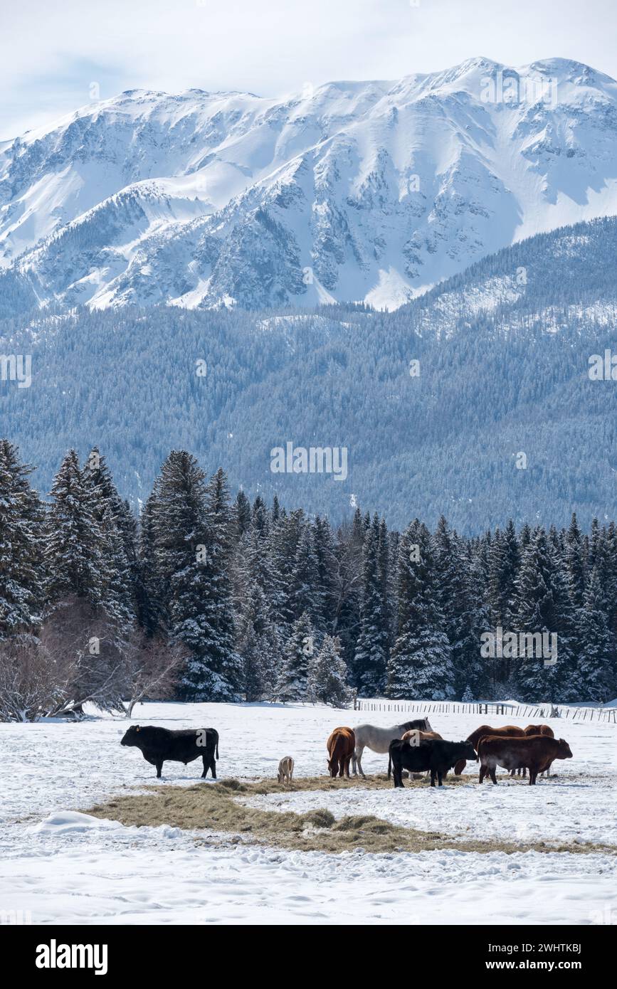 Deer, cows and horses feeding on hay, Wallowa Valley, Oregon. Stock Photo