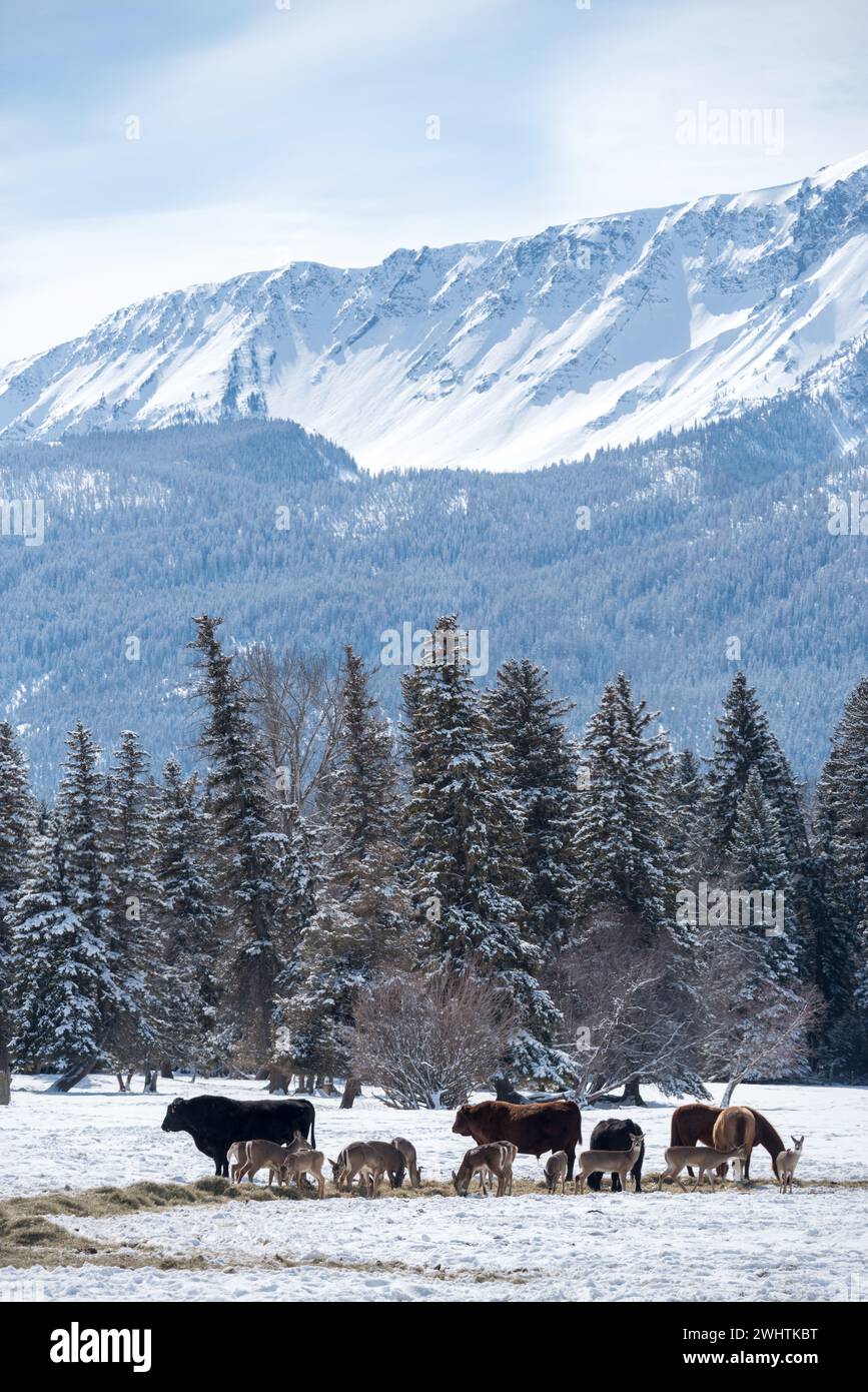 Deer, cows and horses feeding on hay, Wallowa Valley, Oregon. Stock Photo