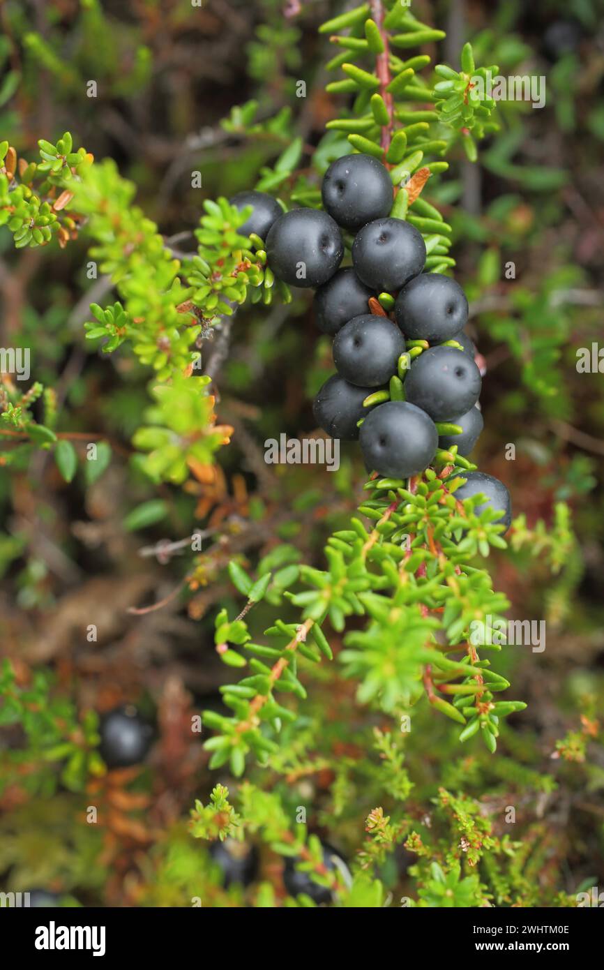 Black crowberry (Empetrum nigrum), berries, fruits, detail, fruits, nature photography, black bog, raised bog, biosphere reserve, UNESCO, low Stock Photo