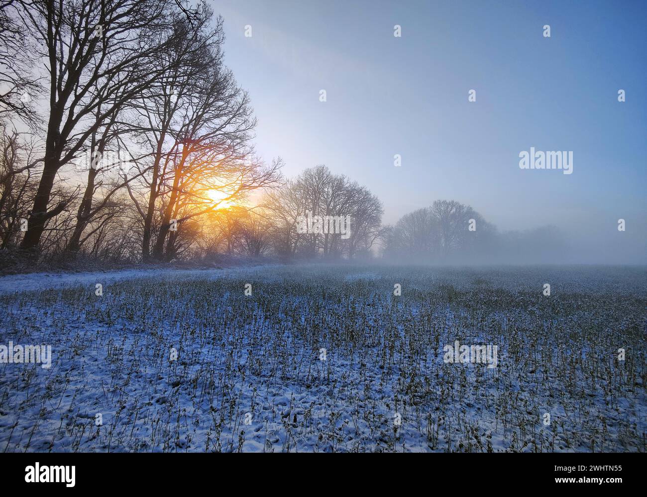 Atmospheric sunrise over a field with fog in winter, Witten, Ruhr area, North Rhine-Westphalia, Germany Stock Photo