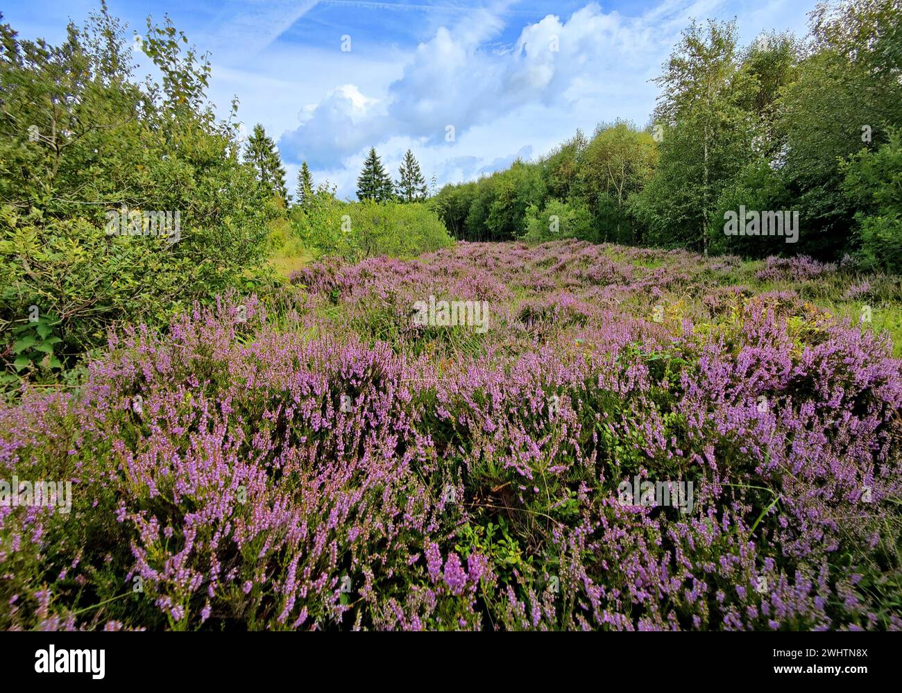 Flowering Heather Ericaceae Hohes Venn High Moor Monschau North flowering-heather-ericaceae-hohes-venn-high-moor-monschau-north