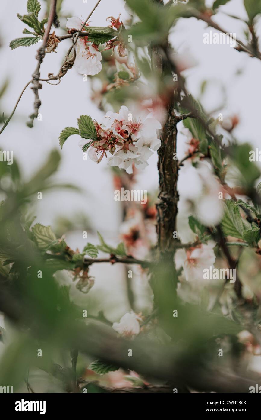 Many flowers blooming on a branch, green fresh foliage. Blooming apple bush. Warming and change of season from winter to spring. inflorescence. View t Stock Photo