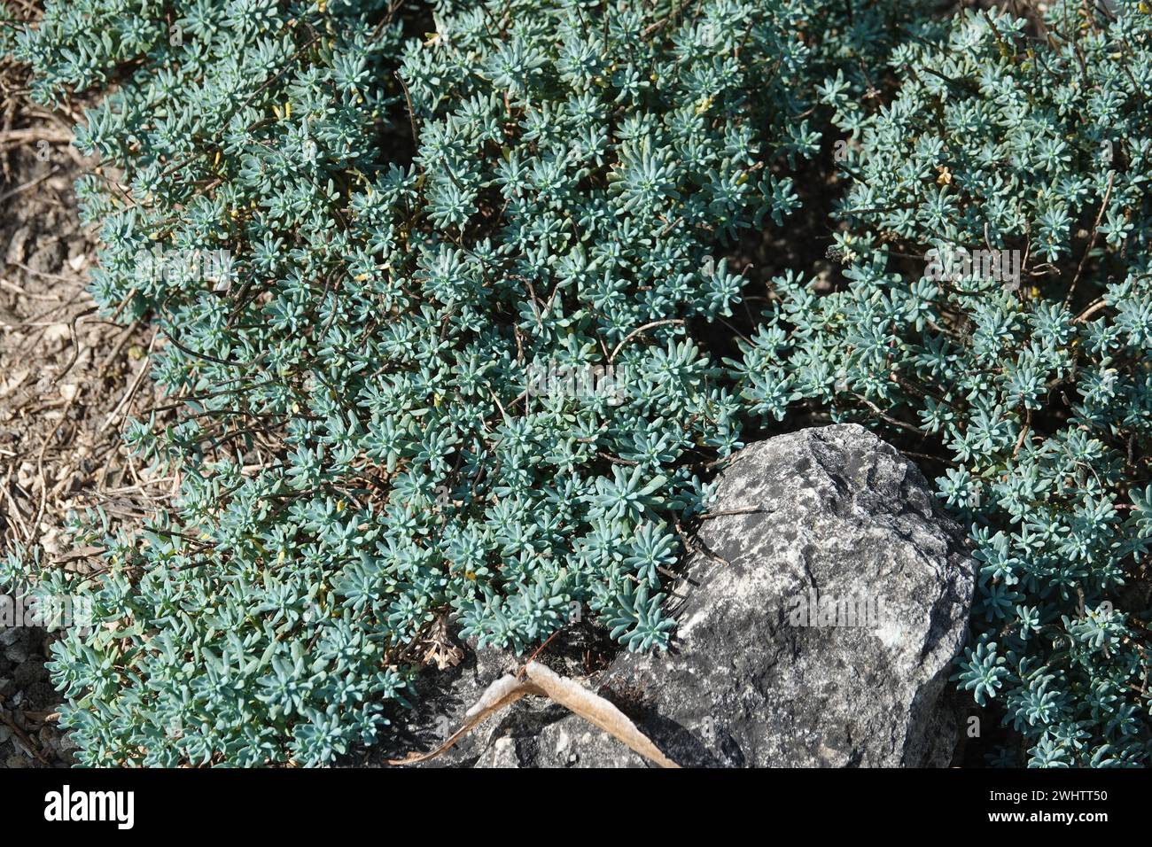 Aethionema grandiflora, Persian stonecress Stock Photo