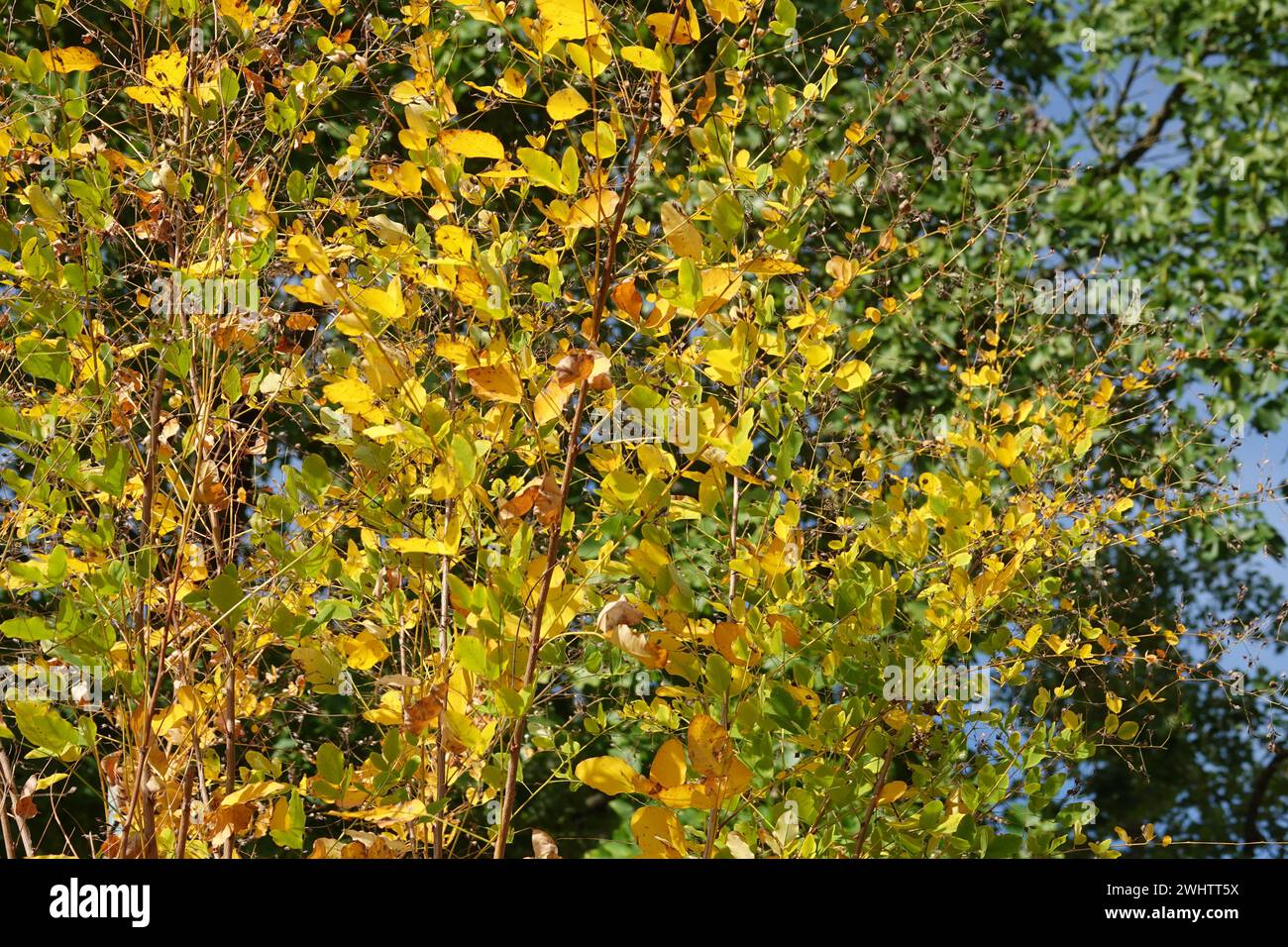 Lespedeza bicolor, bush clover Stock Photo