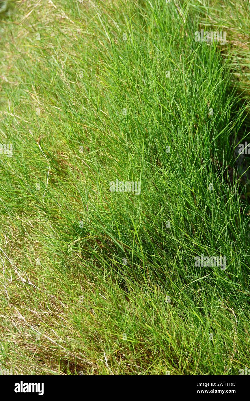 Agrostis canina, velvety bentgrass Stock Photo