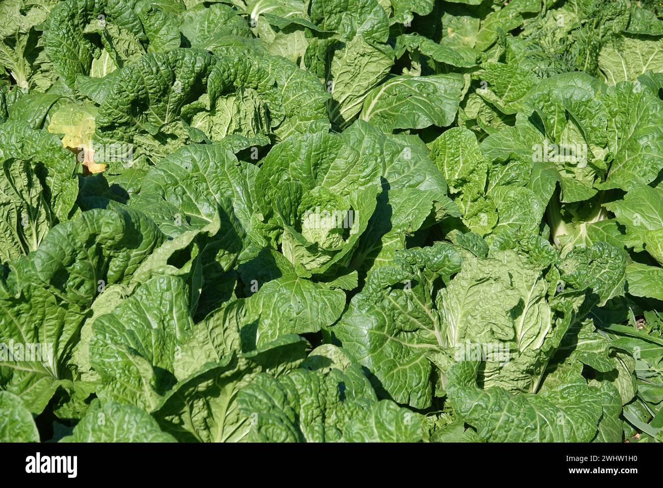 Lactuca sativa, romaine lettuce Stock Photo