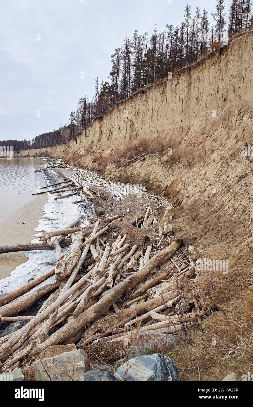 Trees fallen from a sand cliff lie on seashore. A lot of driftwood, coastal destruction. Water is eroding the coast. Off season nature landscape. Soil Stock Photo