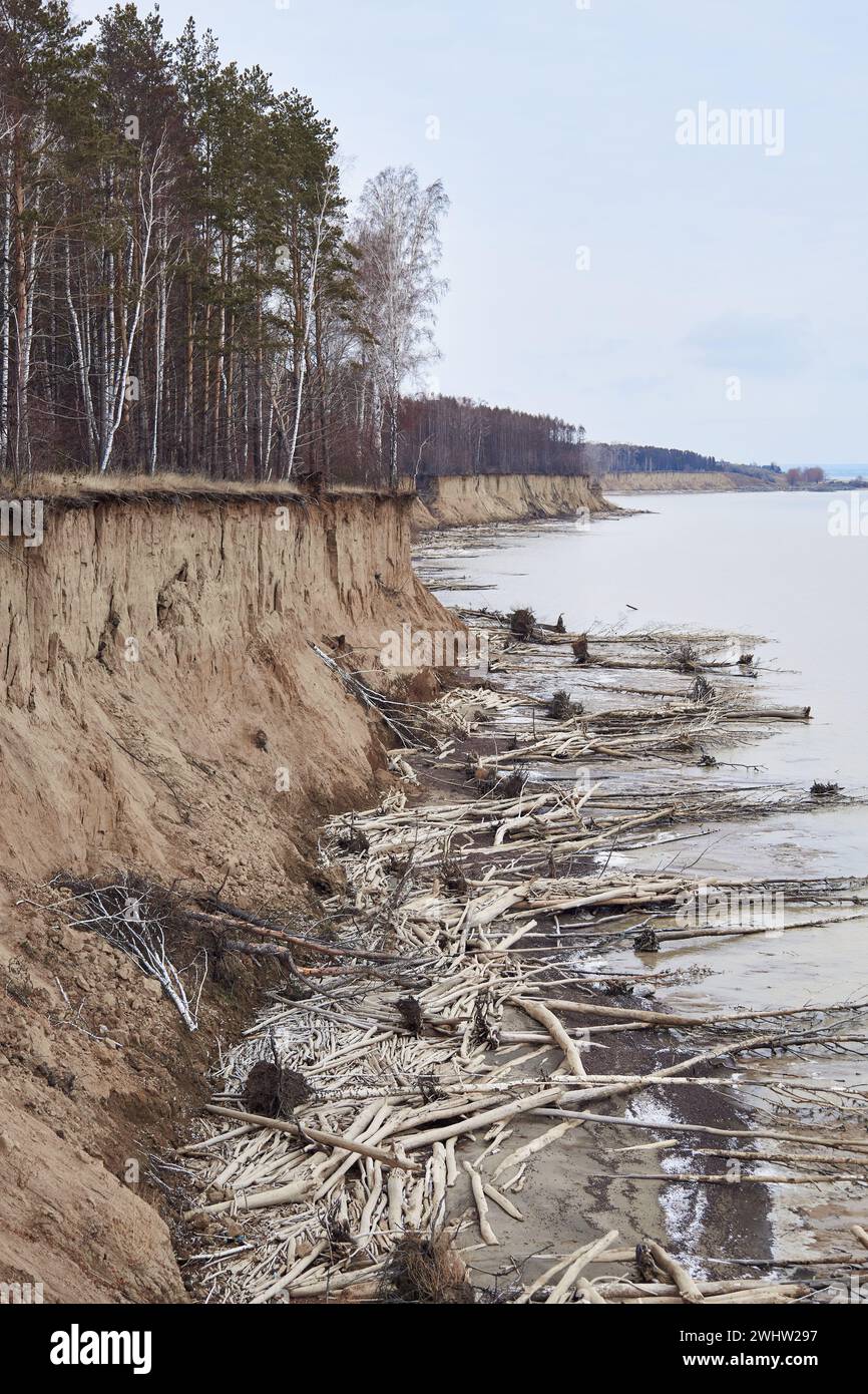 Water is eroding the coast. Trees fallen from a sand cliff lie on seashore. A lot of driftwood, coastal destruction. Off season natural landscape. Soi Stock Photo