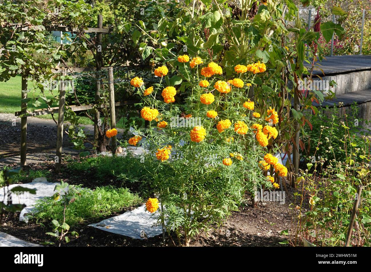 Tagetes Stock Photo