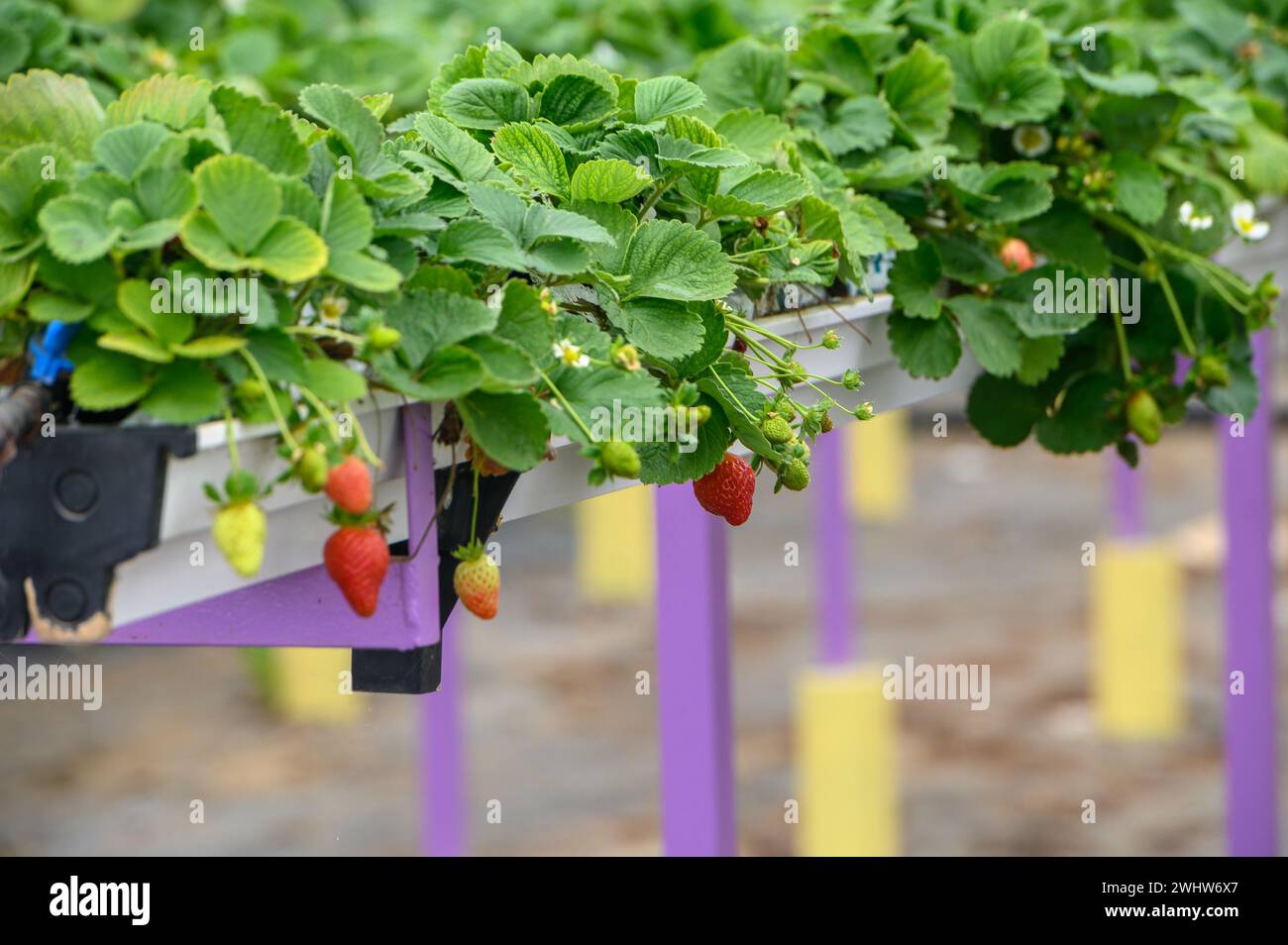 hanging beds with strawberries in a greenhouse 6 Stock Photo - Alamy