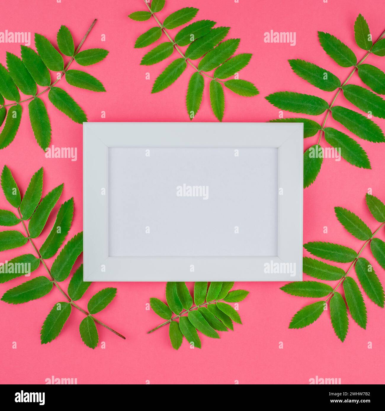 Creative flat lay top view white frame mock up with fresh green rowan ...
