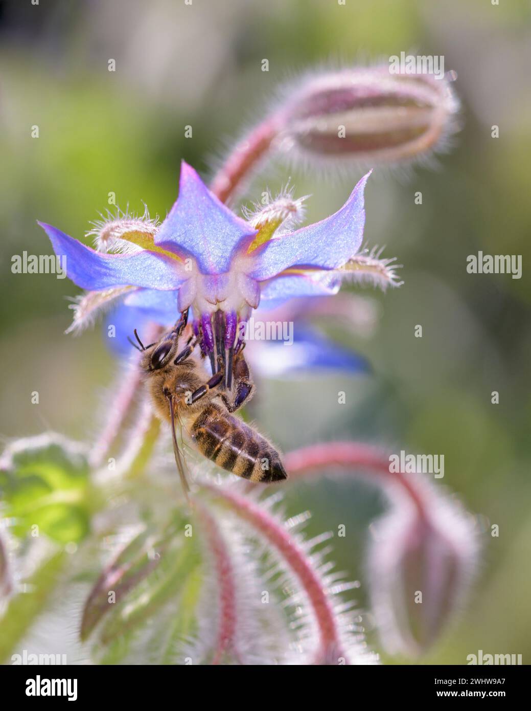Honey Bee - Apis Mellifera dusted  Borretsch - Borago Officinalis Stock Photo