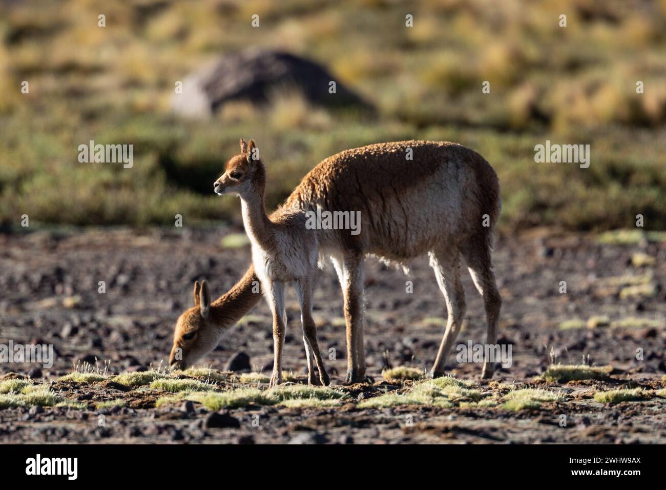 A young vicuna stands grazing with its mother in the Chilean grasslands of the Atacama Desert. Stock Photo