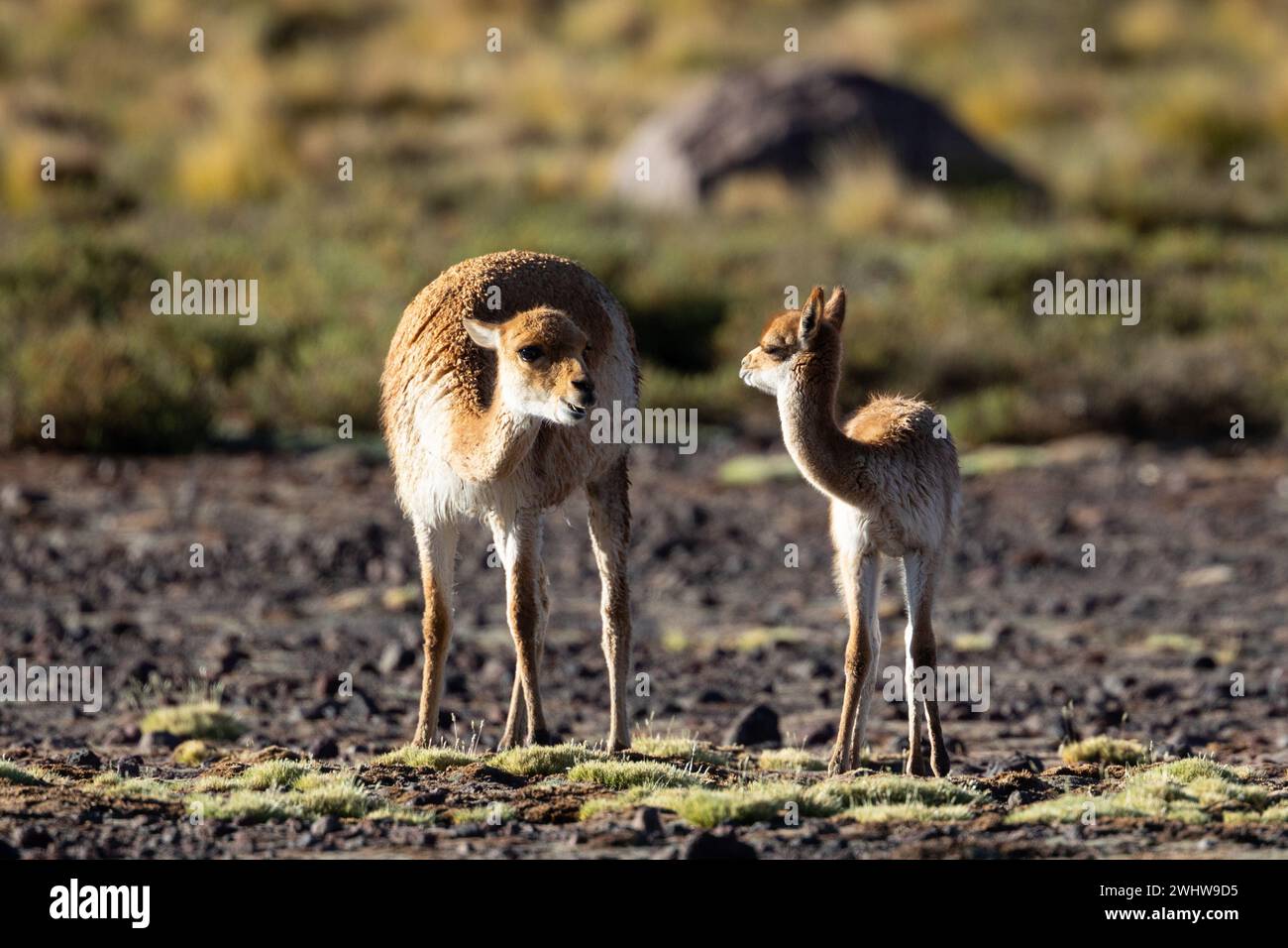 A young vicuna stands grazing with its mother in the Chilean steppe landscape of the Atacama Desert. Stock Photo