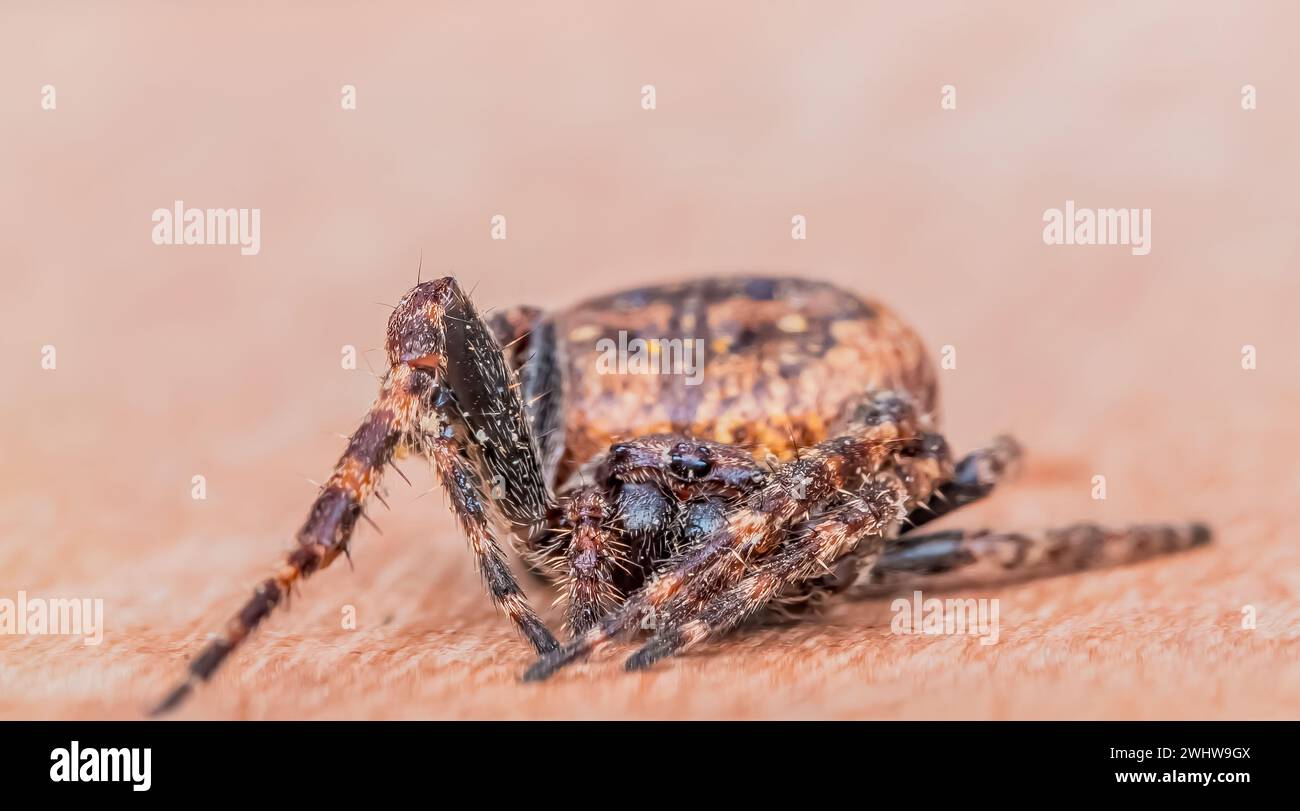 Garden cross spider Stock Photo