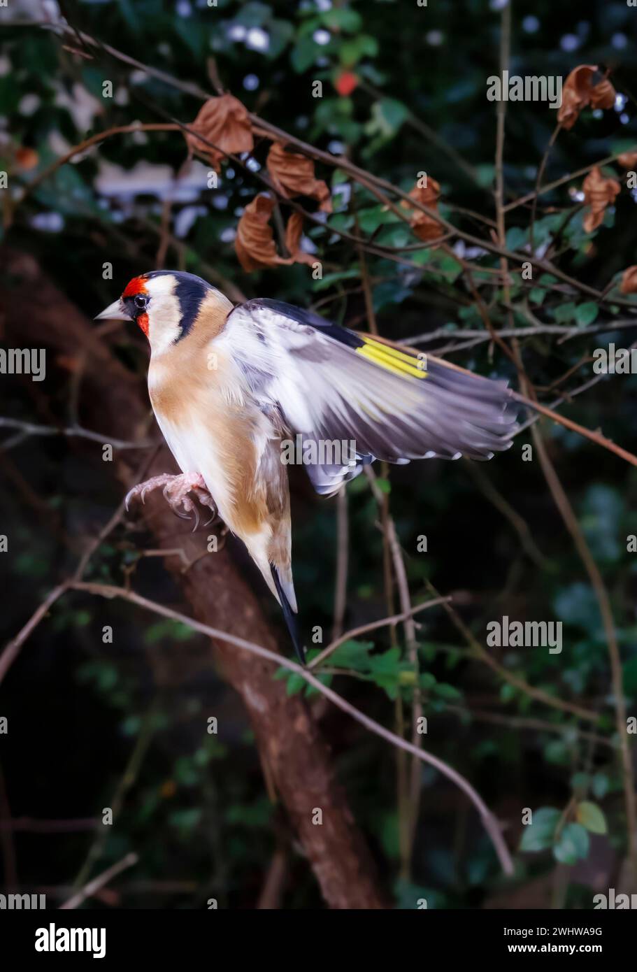 Close-up view of a European goldfinch (Carduelis carduelis) in flight with outstretched wings in a garden in Surrey, south-east England, UK in winter Stock Photo