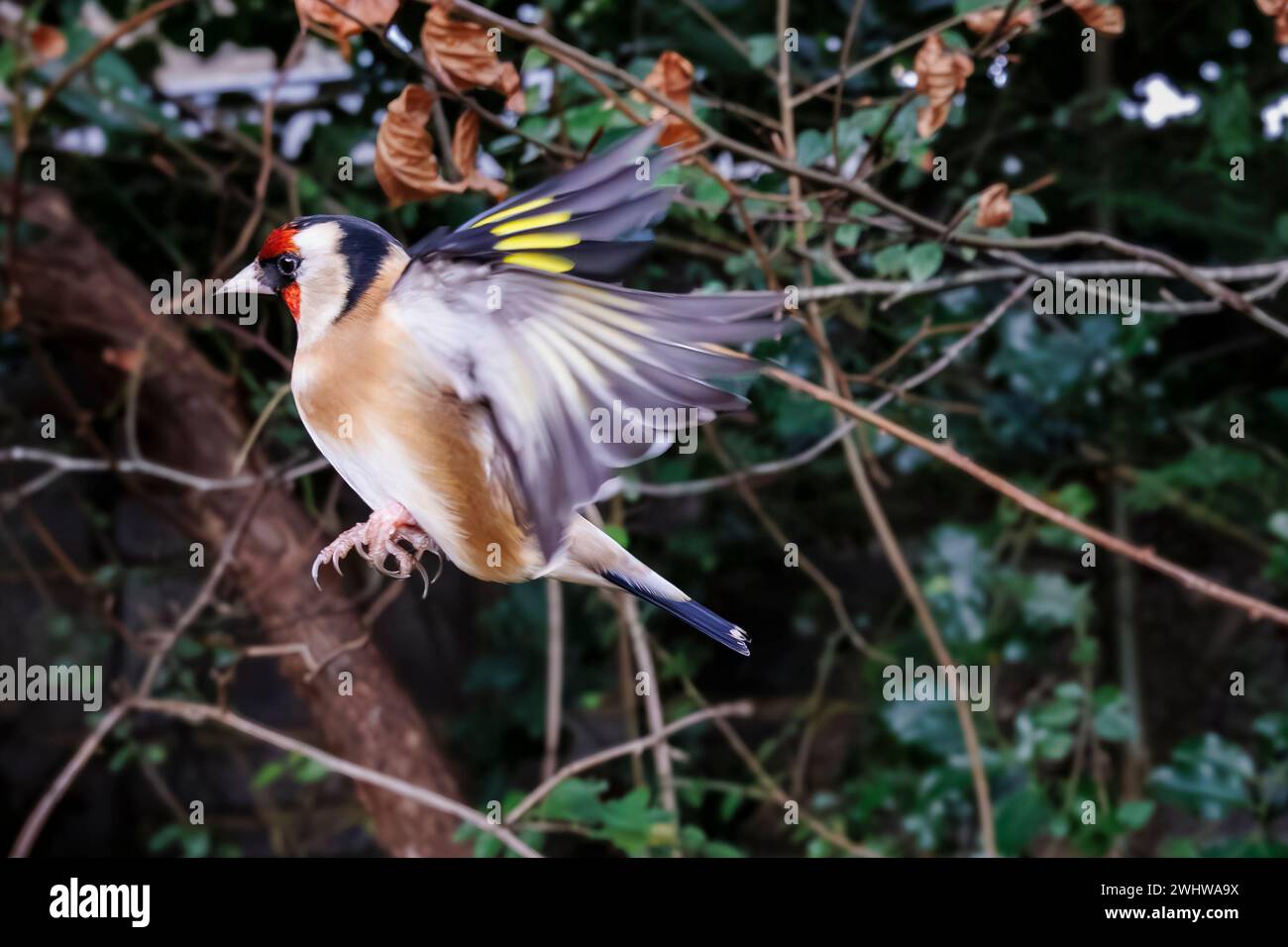 Close-up view of a European goldfinch (Carduelis carduelis) in flight with outstretched wings in a garden in Surrey, south-east England, UK in winter Stock Photo