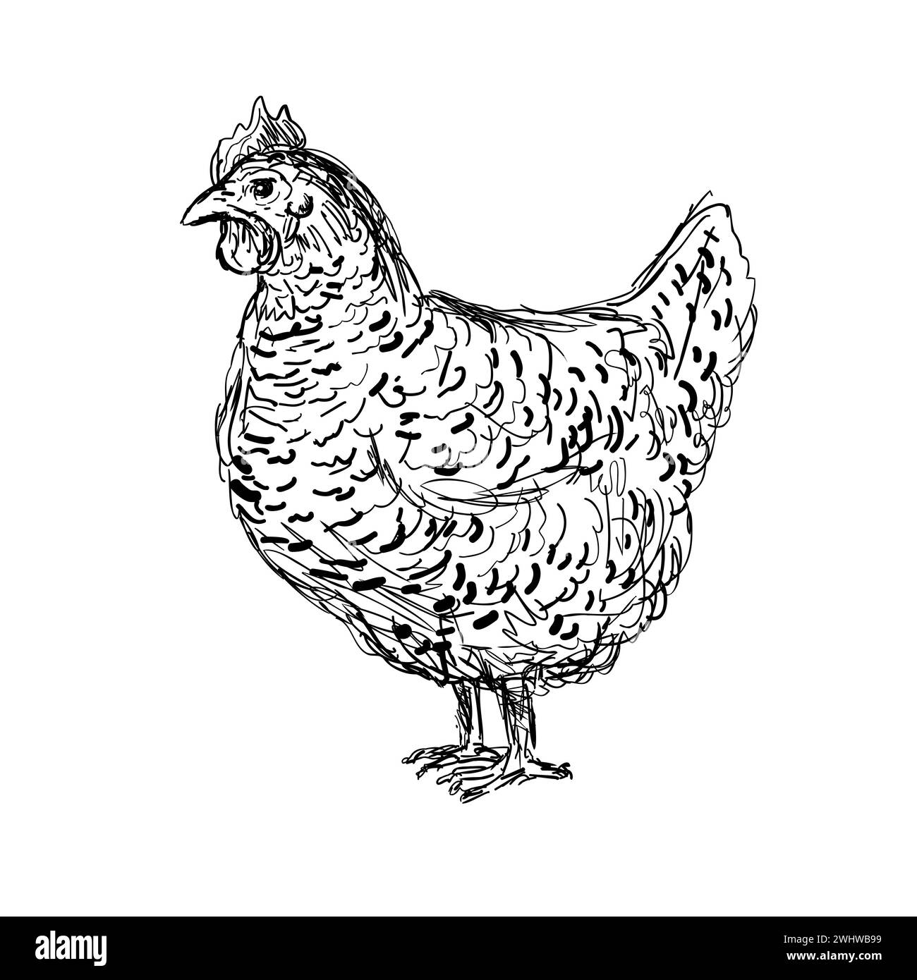 Plymouth Rock Chicken or Hen Side View Drawing Stock Photo
