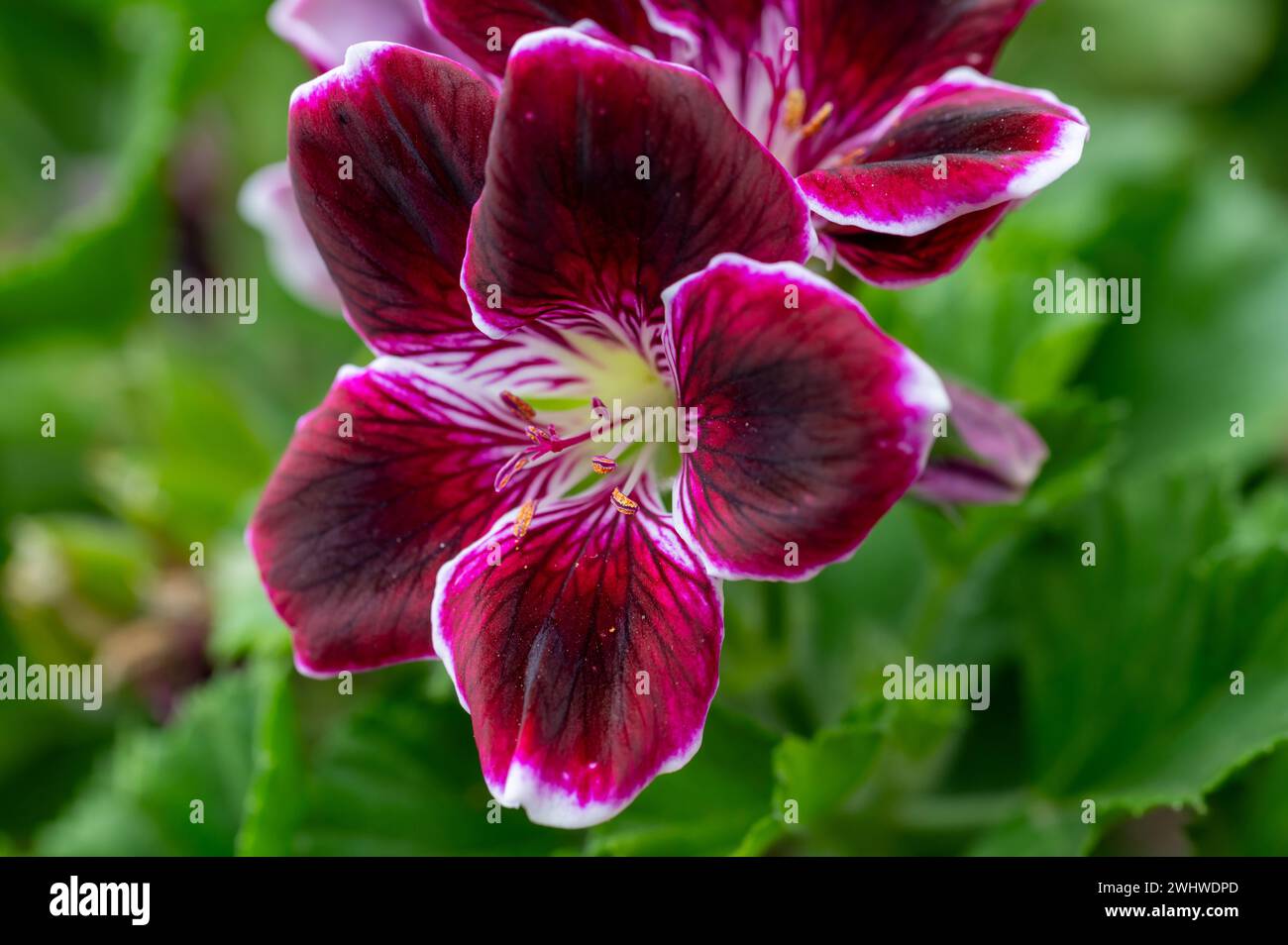 Detail of a purple flower of royal geranium or pansy geranium (Pelargonium × domesticum) Stock Photo