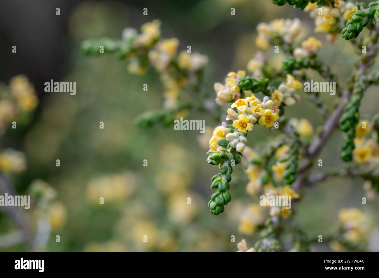 Detail of small yellow flowers of shaggy sparrow-wort (Thymelaea hirsuta) in the field Stock Photo
