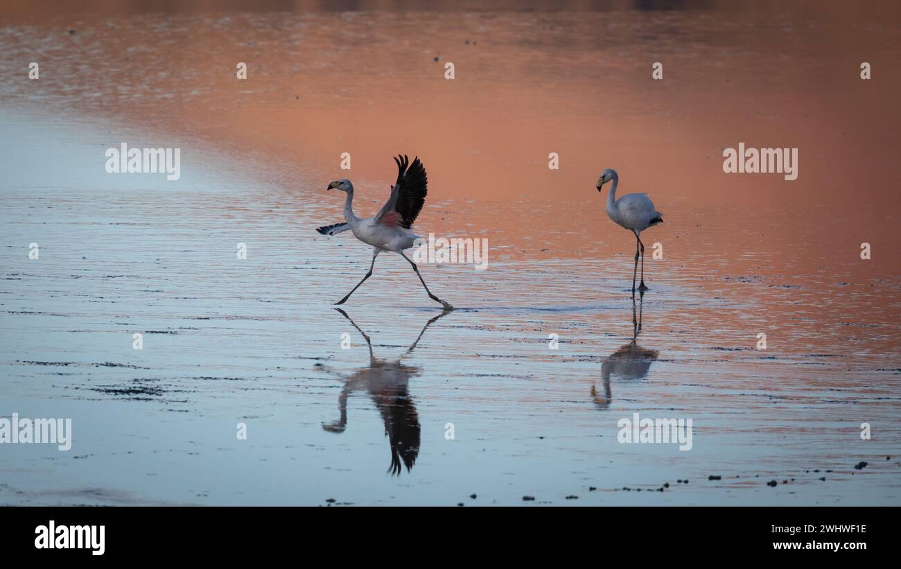 Two wing fly hi-res stock photography and images - Alamy