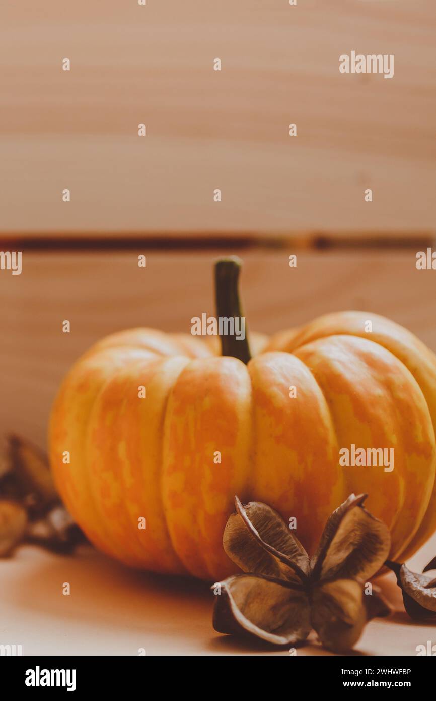 Autumn orange and white pumpkins Stock Photo