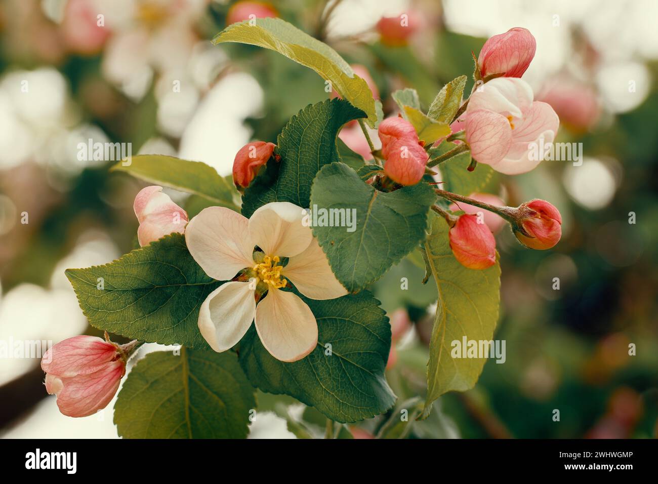 Branch of spring hi-res stock photography and images - Alamy