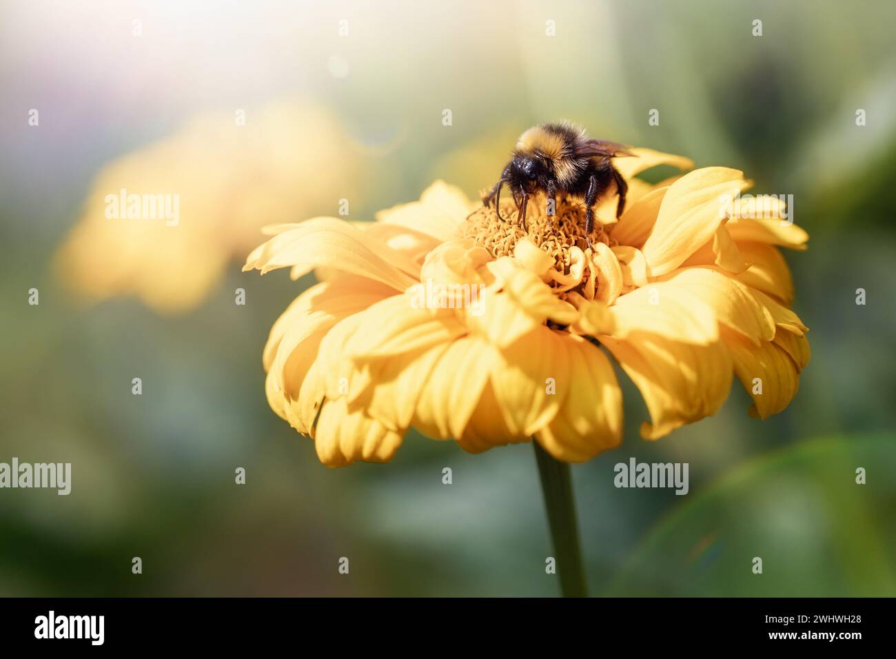 The shaggy bumblebee sits on a yellow flower. Bumblebee sucking nectar. Stock Photo
