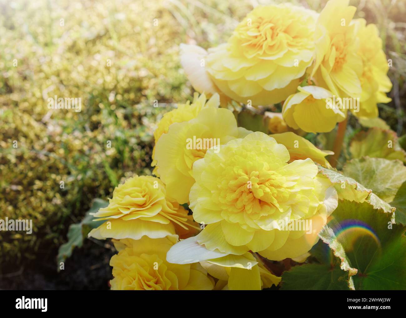 Hiemalis begonia yellow flowers macro closeup in sunny background. Stock Photo