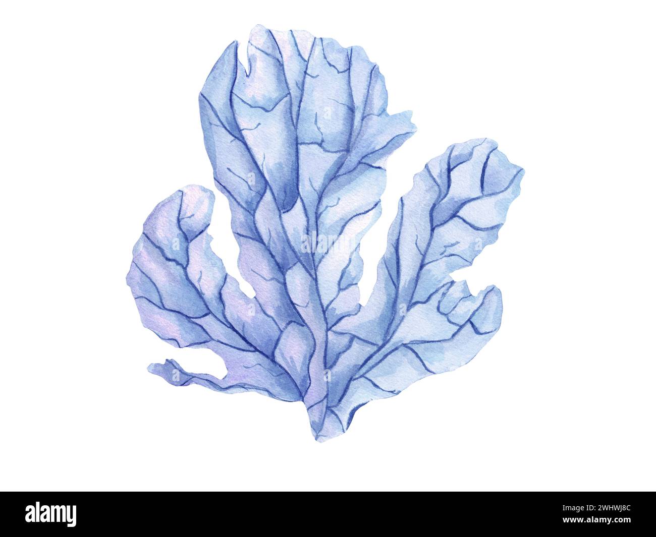 Soft blue coral. Polyp. Hand drawn watercolor illustration with tropical underwater animals. Colorful illustration for clipart, aquarium design. Stock Photo