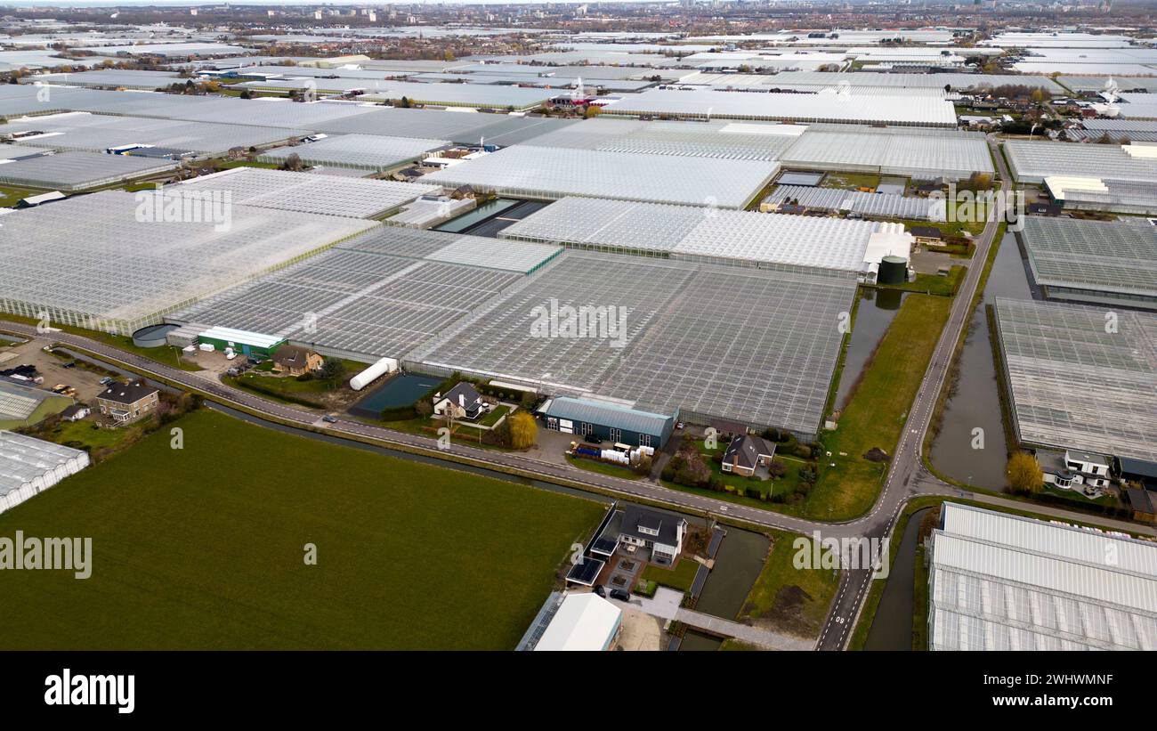 Aerial view of greenhouses, de Lier, Holland Stock Photo