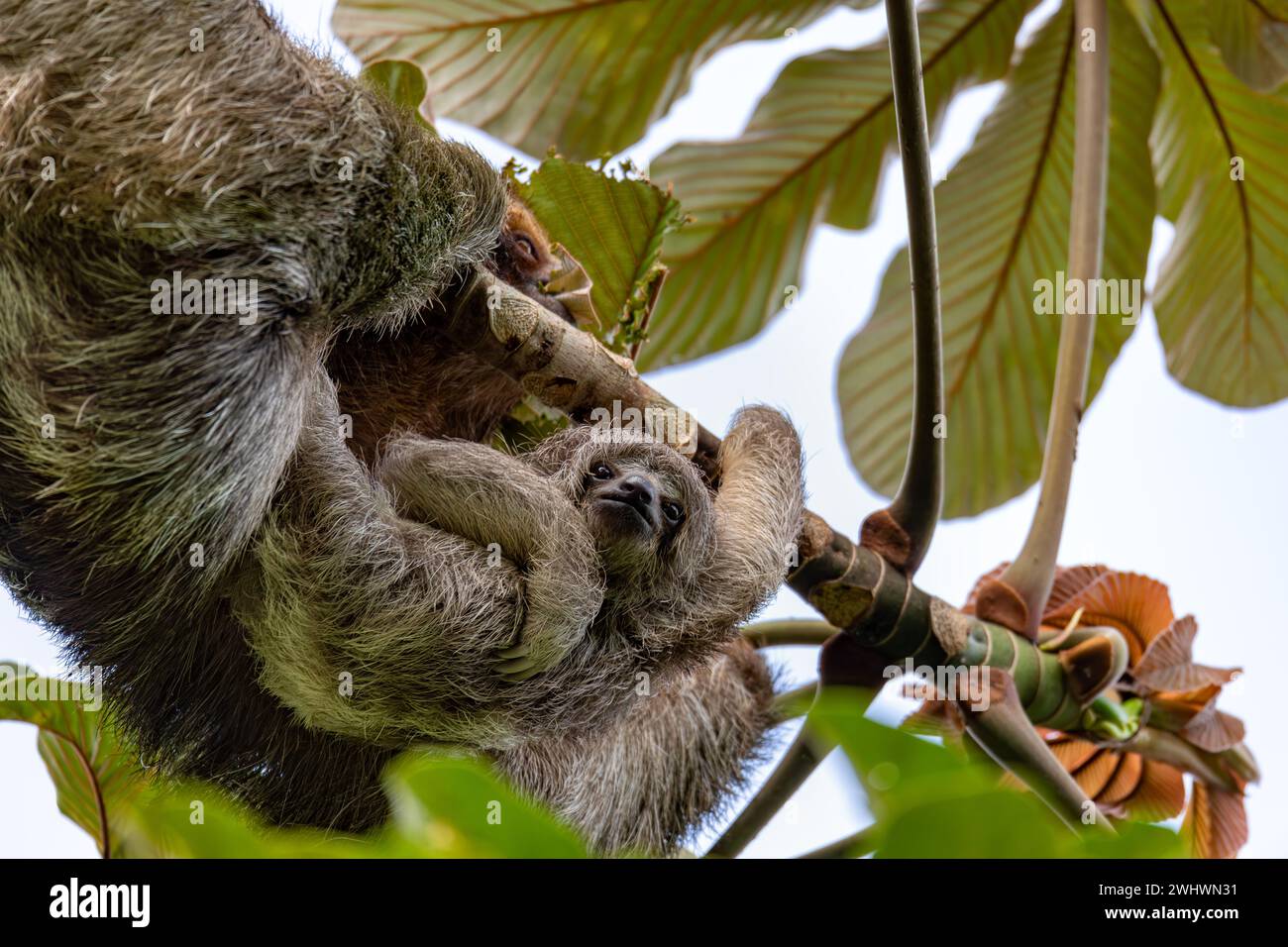 Female of pale-throated sloth - Bradypus tridactylus with baby hanged top of the tree, La Fortuna, Costa Rica wildlife Stock Photo